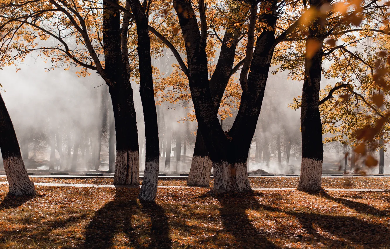 Photo wallpaper autumn, leaves, light, trees, branches, nature, fog, Park