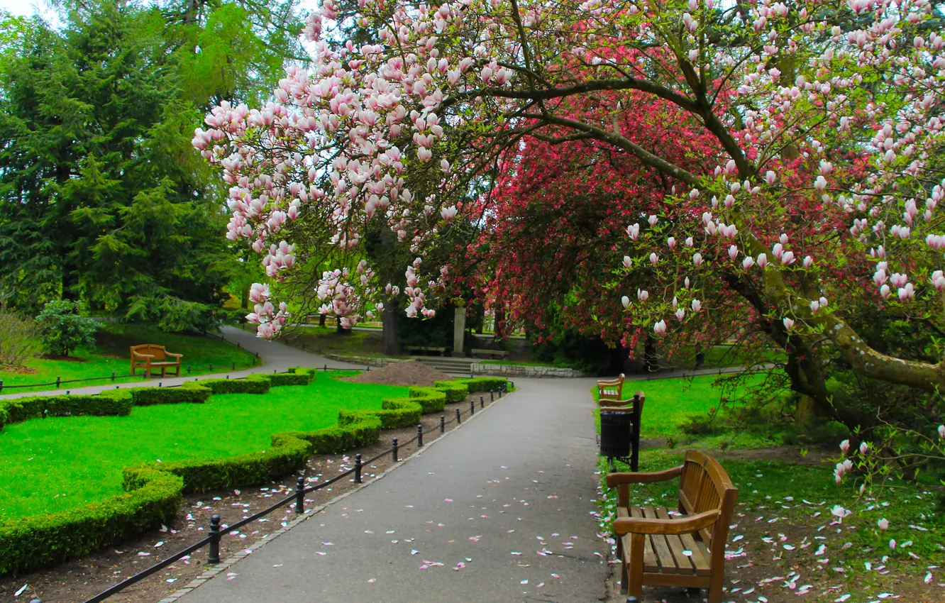 Photo wallpaper park, spring, magnolia tree, alley