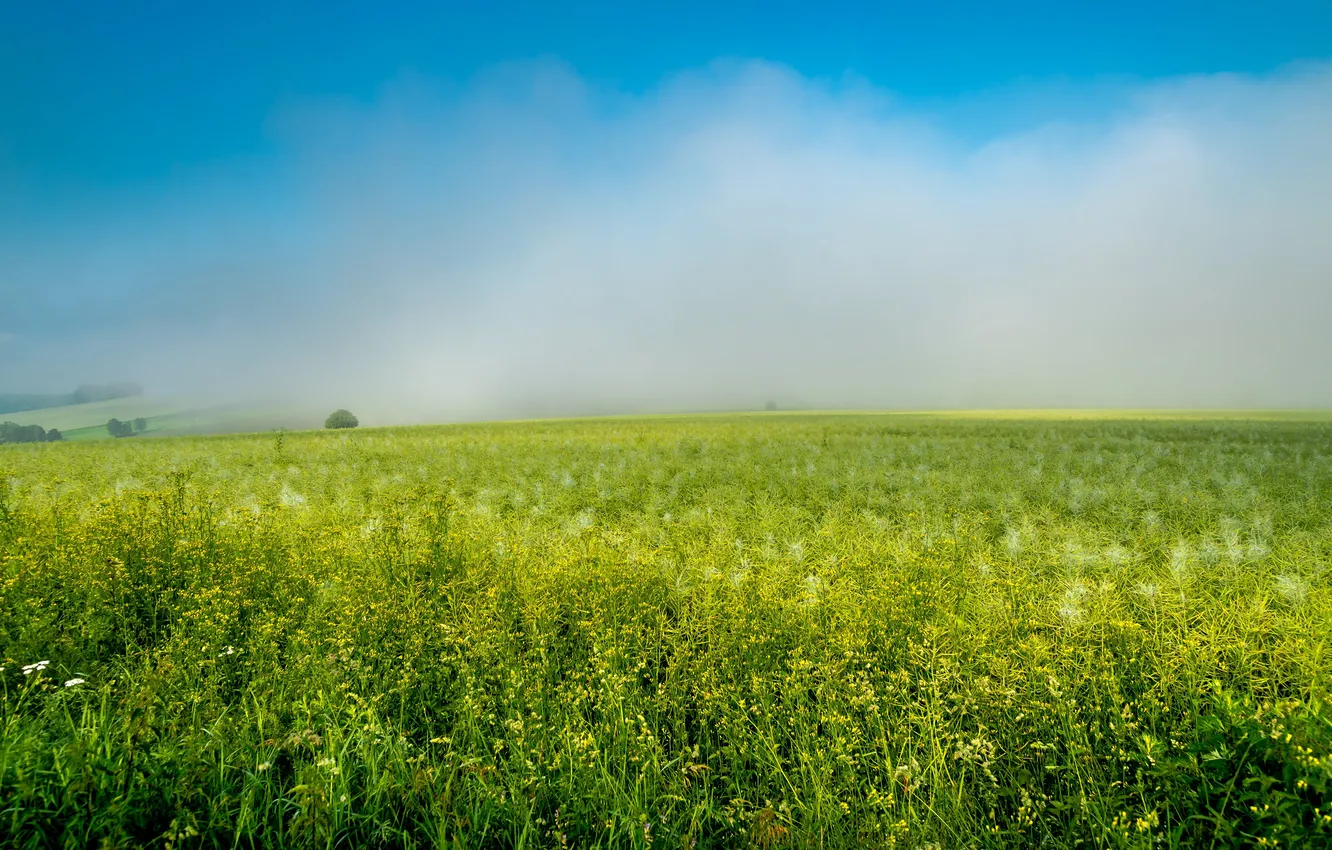 Photo wallpaper greens, field, the sky, grass, clouds, blue, meadow