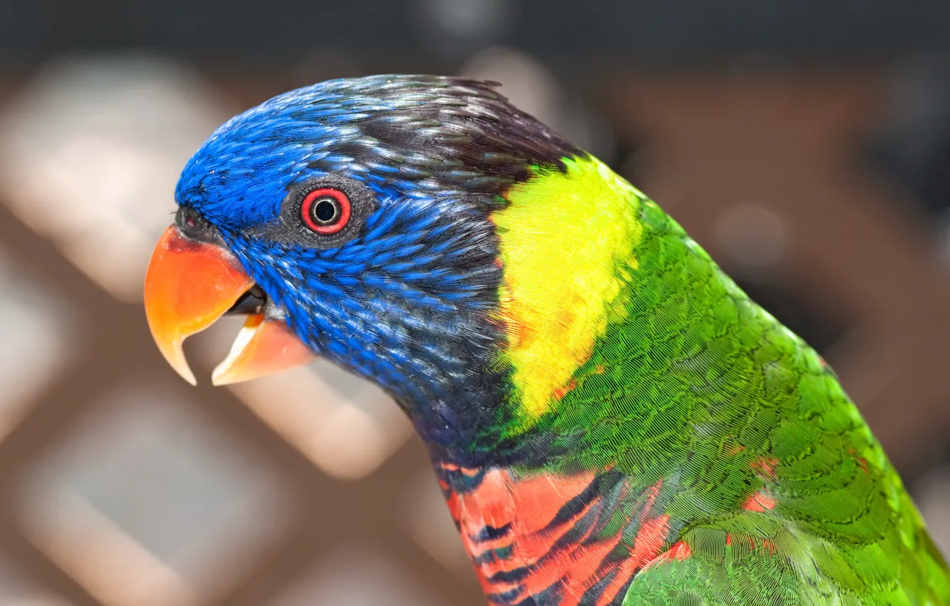 Photo wallpaper bird, color, parrot