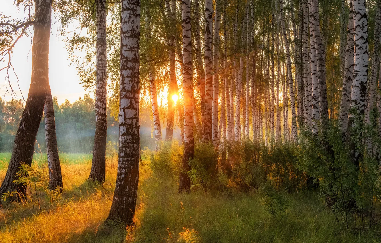 Photo wallpaper the sun, trees, nature, morning, birch, Birch