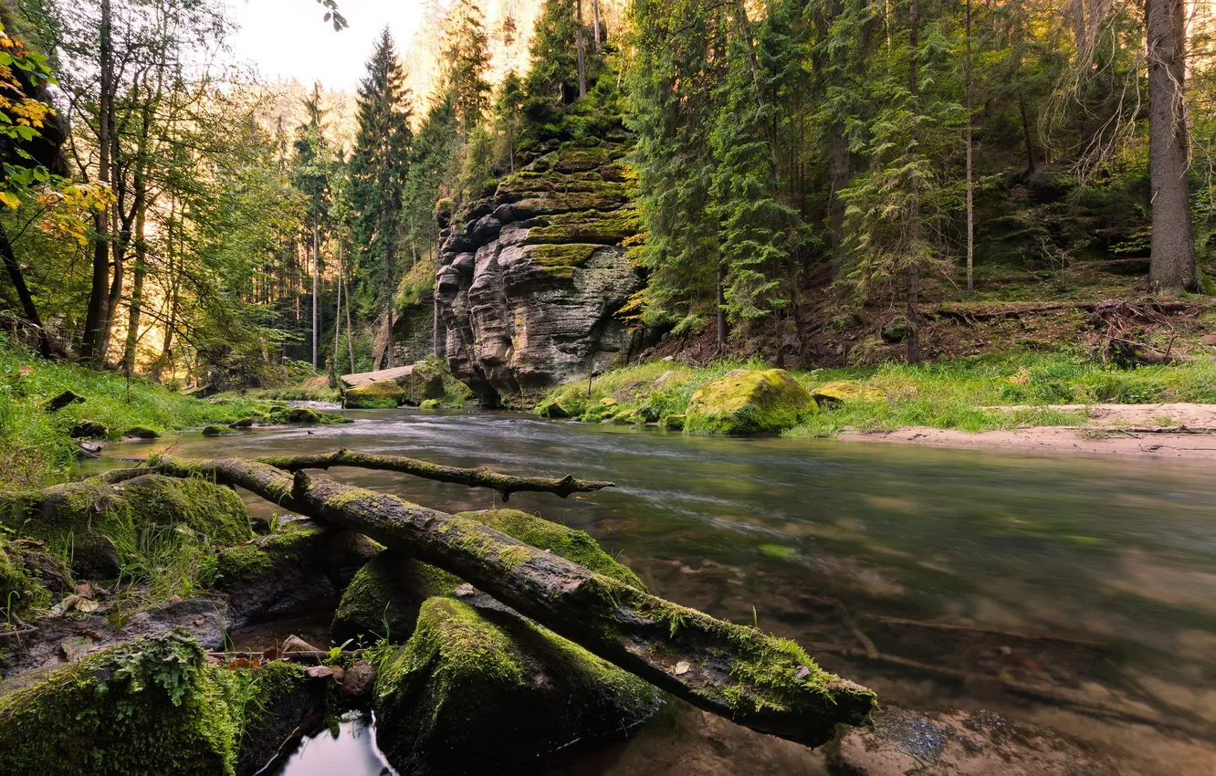 Photo wallpaper forest, the sky, grass, clouds, trees, landscape, nature, river