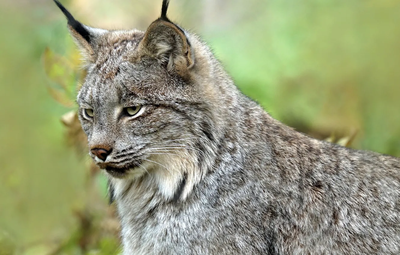 Photo wallpaper face, background, lynx, wild cat