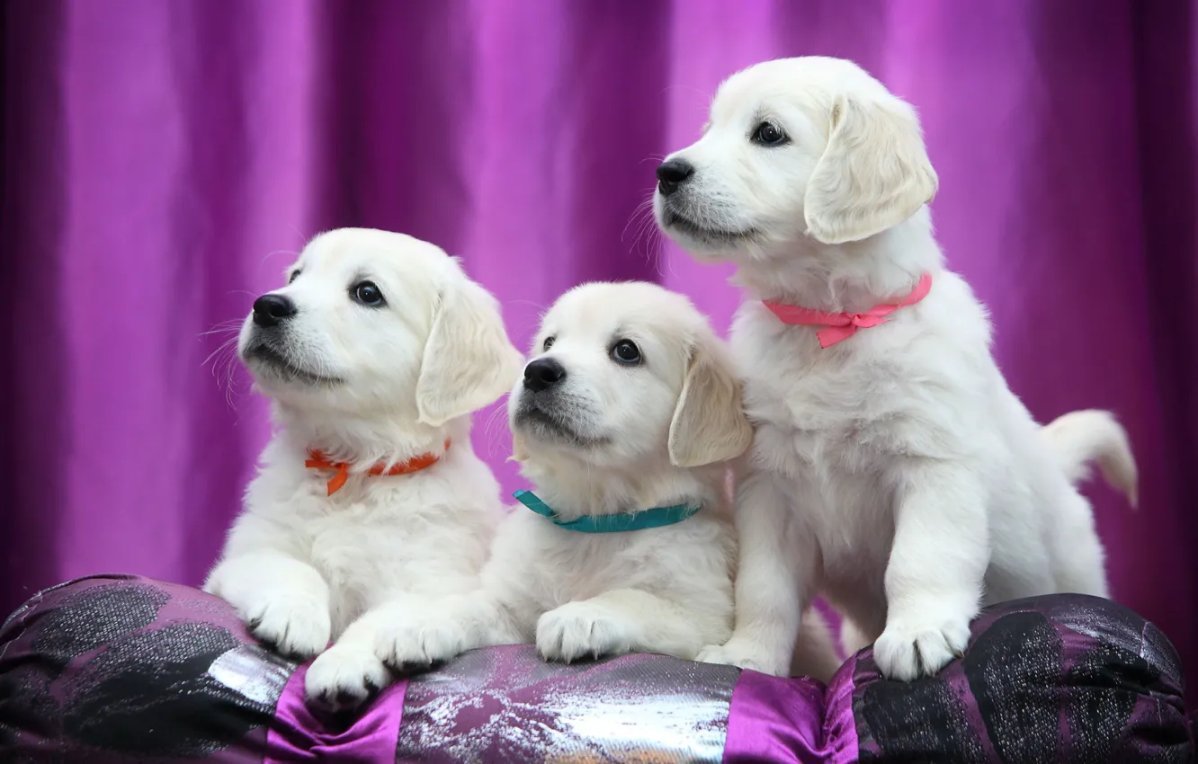 Photo wallpaper puppies, Labrador, ribbons, Retriever