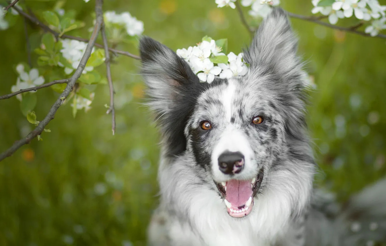Photo wallpaper language, face, flowers, branches, mood, dog, spring, garden