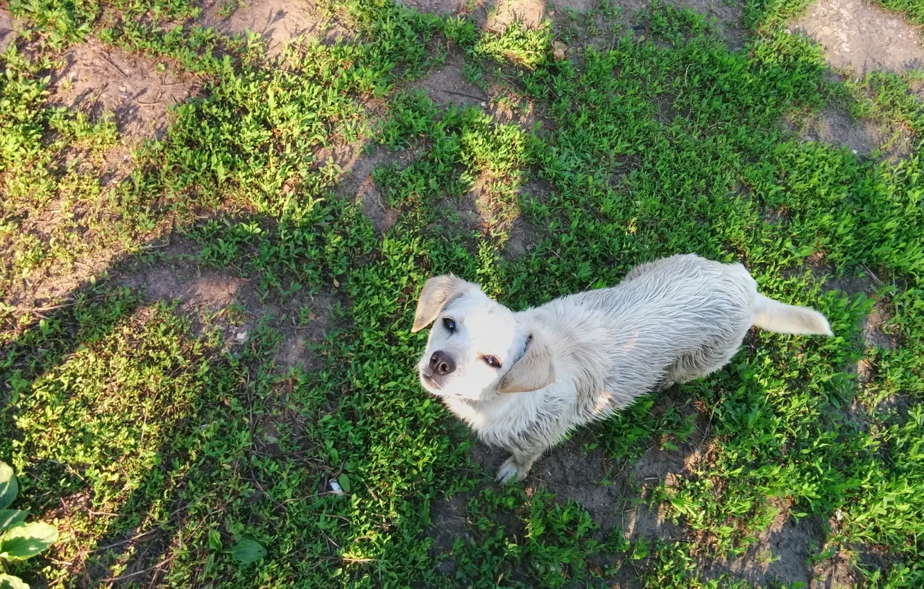 Photo wallpaper greens, nature, dog