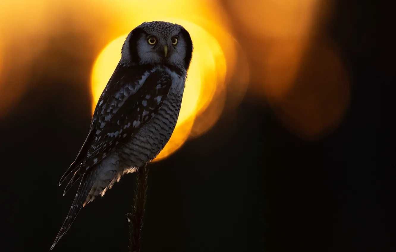 Photo wallpaper light, the dark background, owl, bird, bokeh, owl