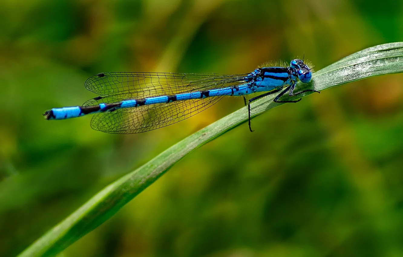 Photo wallpaper grass, nature, sheet, dragonfly, insect