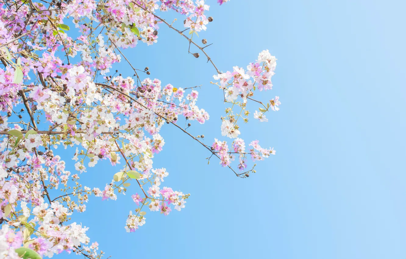 Photo wallpaper the sky, the sun, branches, spring, sunshine, flowering, pink, blossom