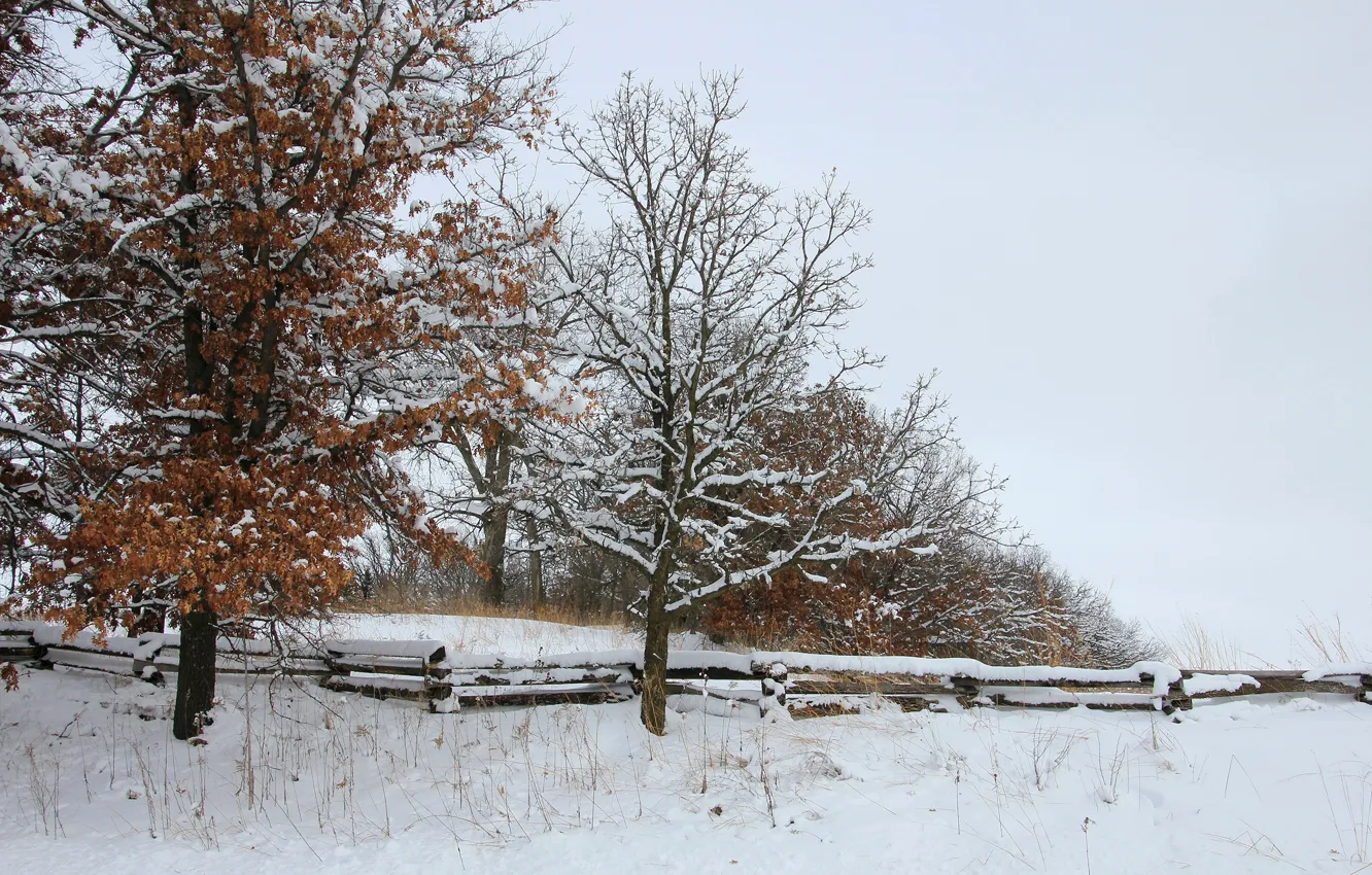 Photo wallpaper winter, snow, trees, the fence
