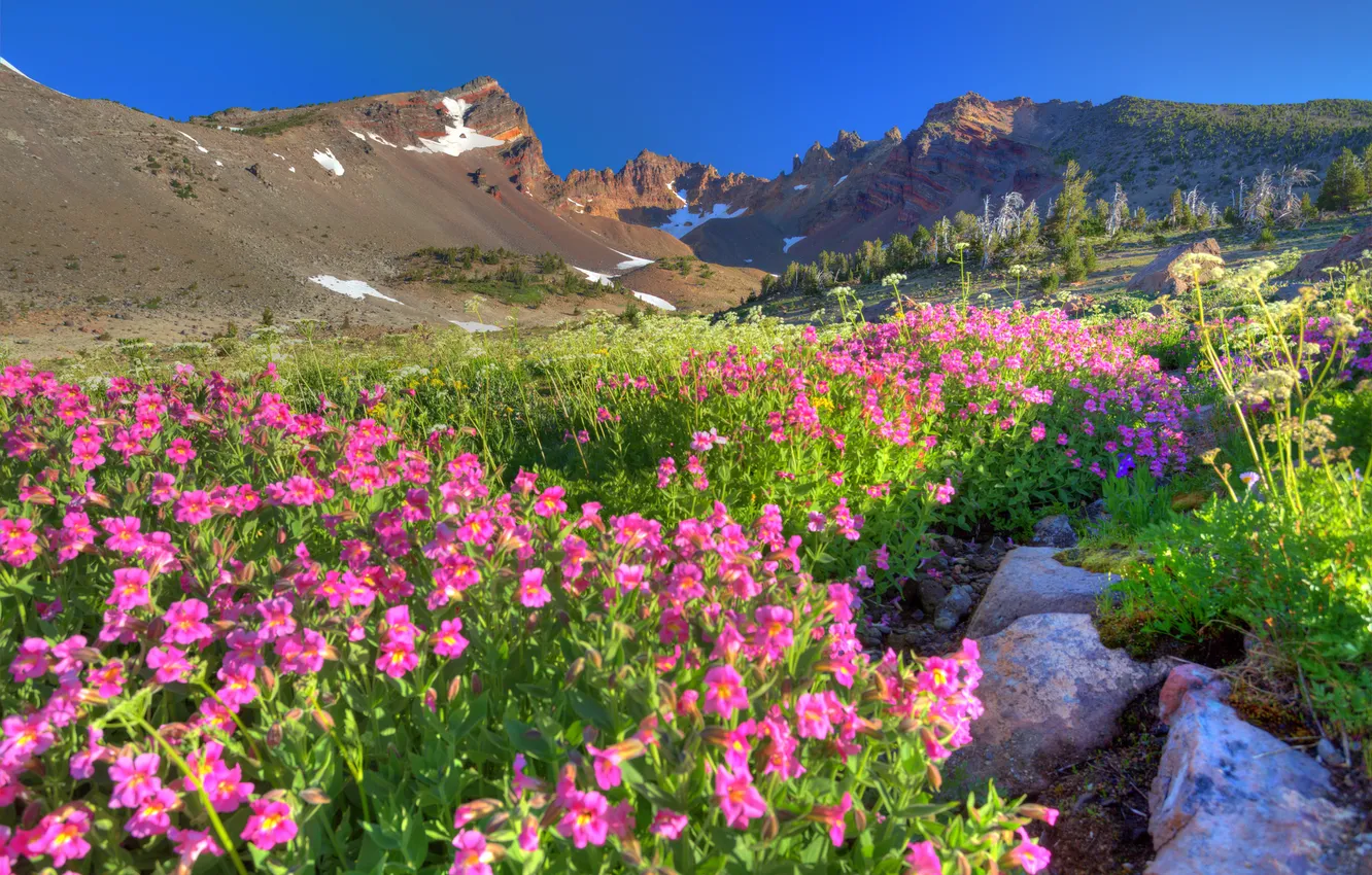 Photo wallpaper flowers, mountains, nature