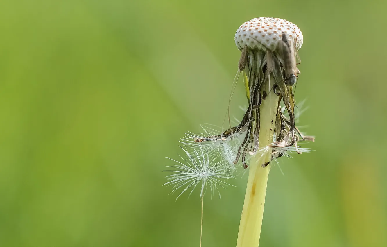 Photo wallpaper summer, nature, duvancic