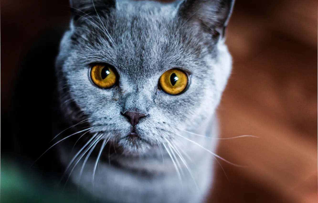 Photo wallpaper cat, look, macro, animal, yellow eyes, pedigree, color. ears