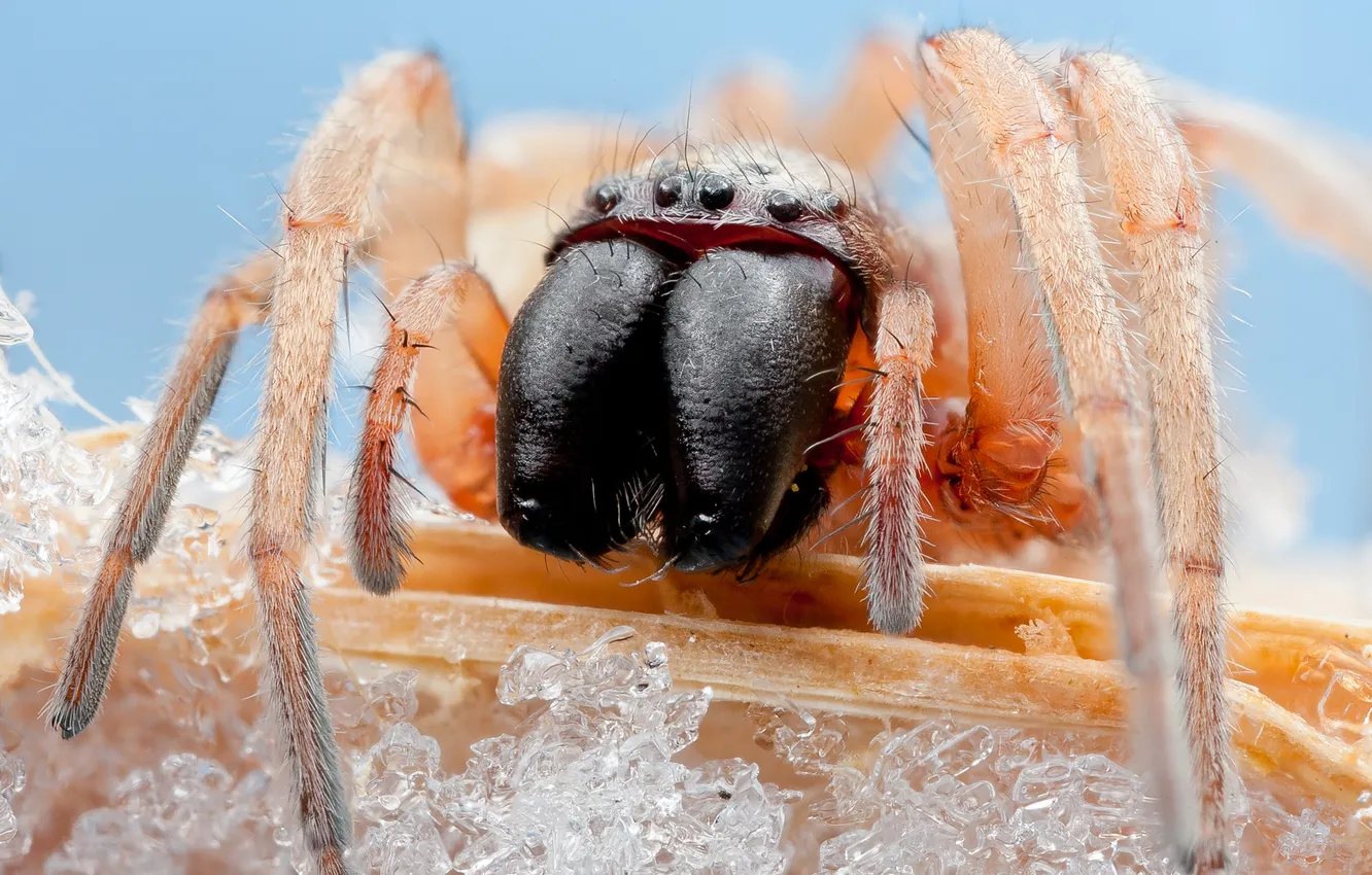 Photo wallpaper legs, eyes, fang, Spider, mandibles