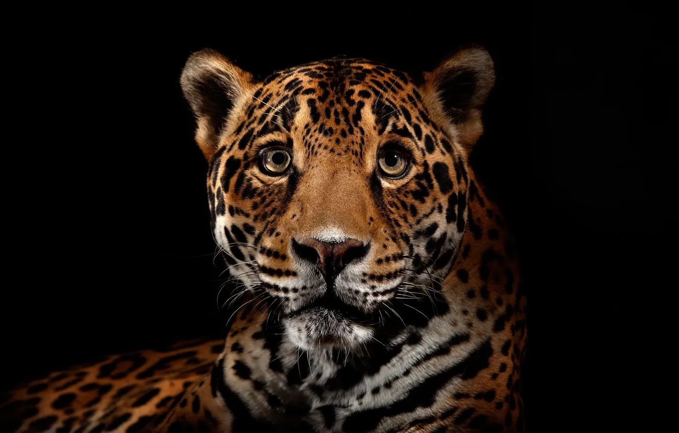 Photo wallpaper predator, Jaguar, wild cats