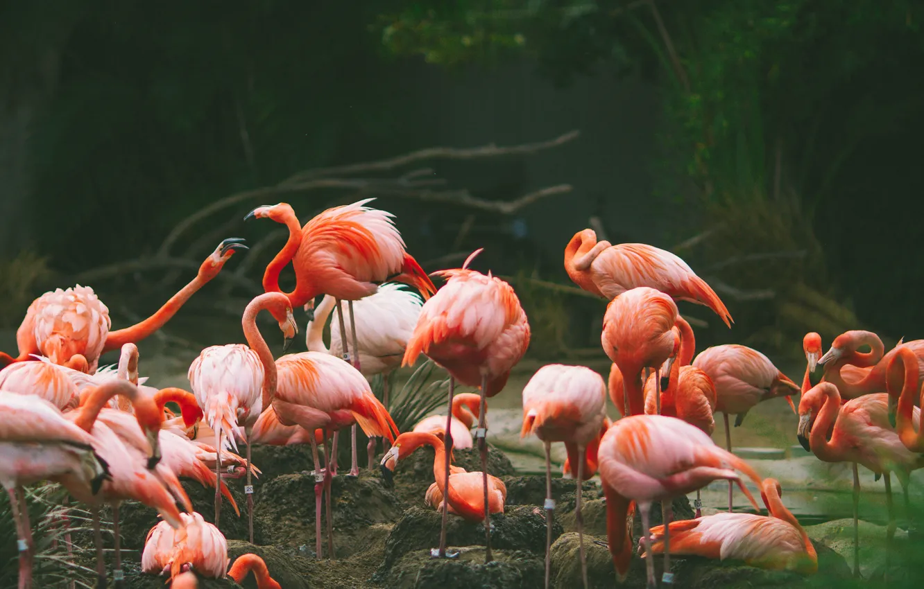 Photo wallpaper birds, Flamingo, a lot