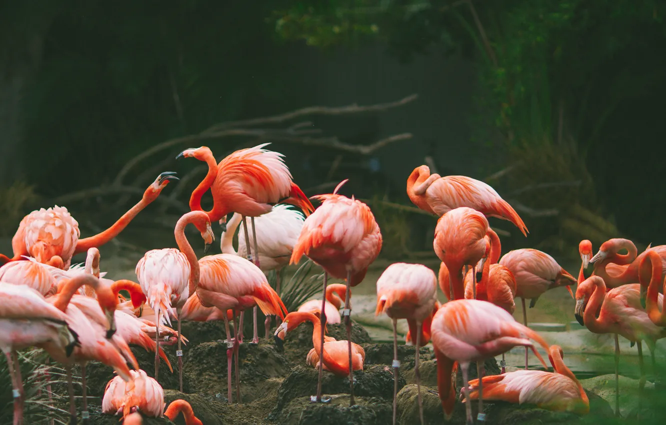 Photo wallpaper bird, Flamingo, a lot