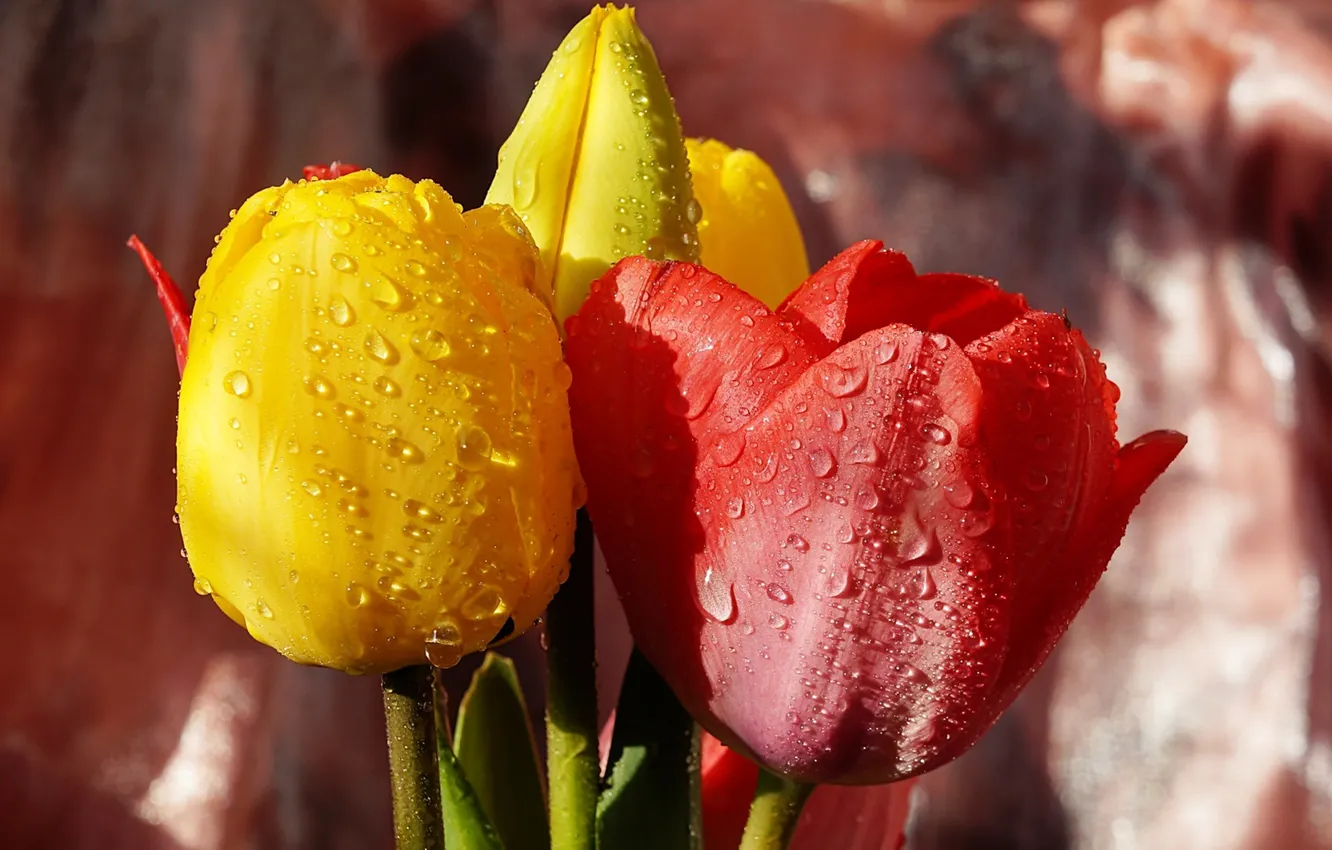 Photo wallpaper flower, tulips, blooming