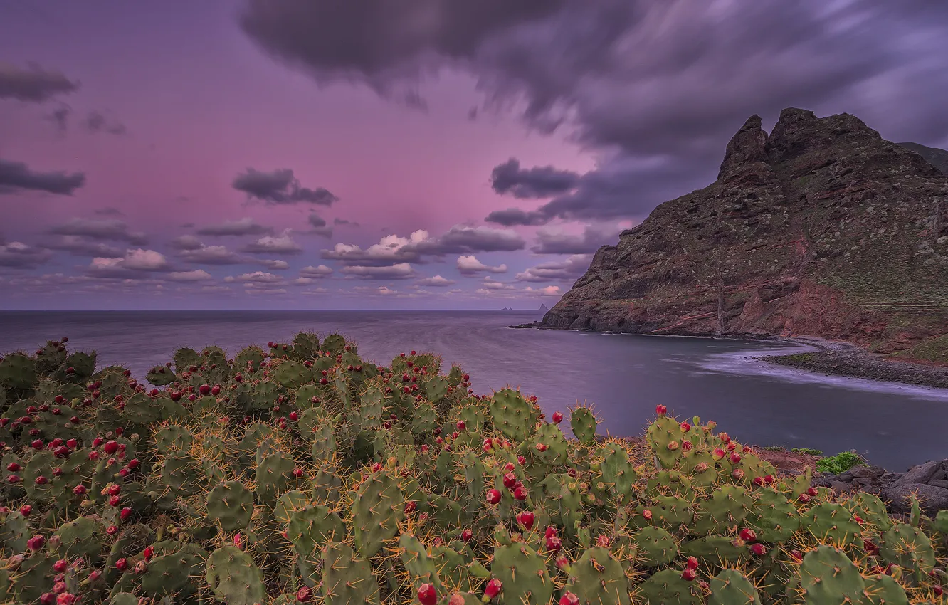 Photo wallpaper the sky, clouds, mountains, rocks, island, excerpt, cacti, bloom
