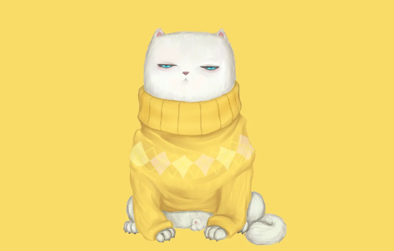 Photo wallpaper cat, look, muzzle, sweater