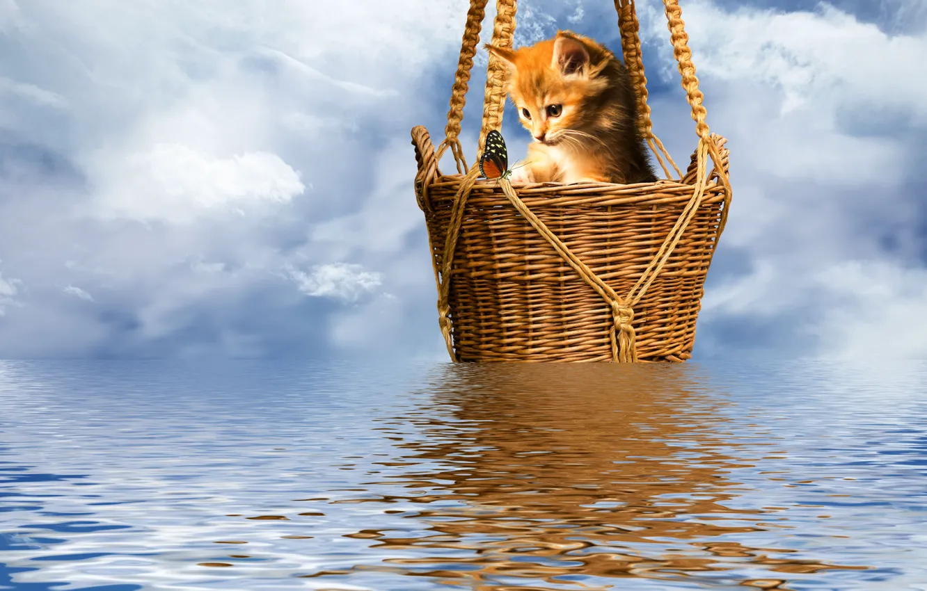 Photo wallpaper kitty, butterfly, the ripples on the water, basket, the sky sheep