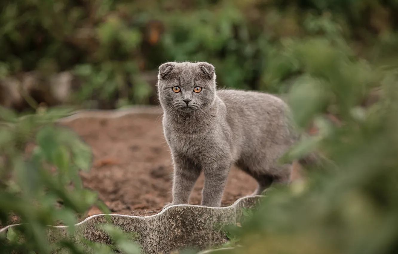 Photo wallpaper look, nature, grey, fold, kitty, British, bokeh, Scottish
