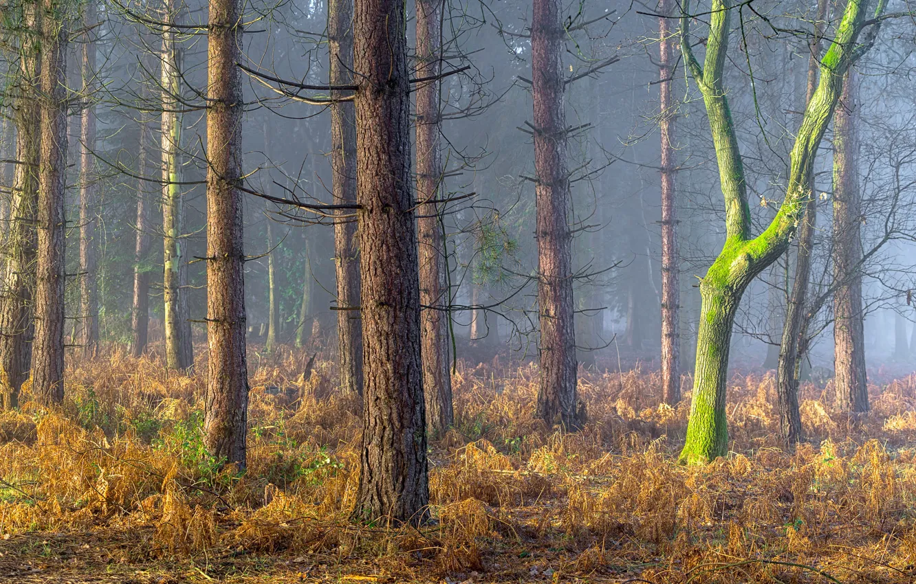 Photo wallpaper forest, England, England, Coughton