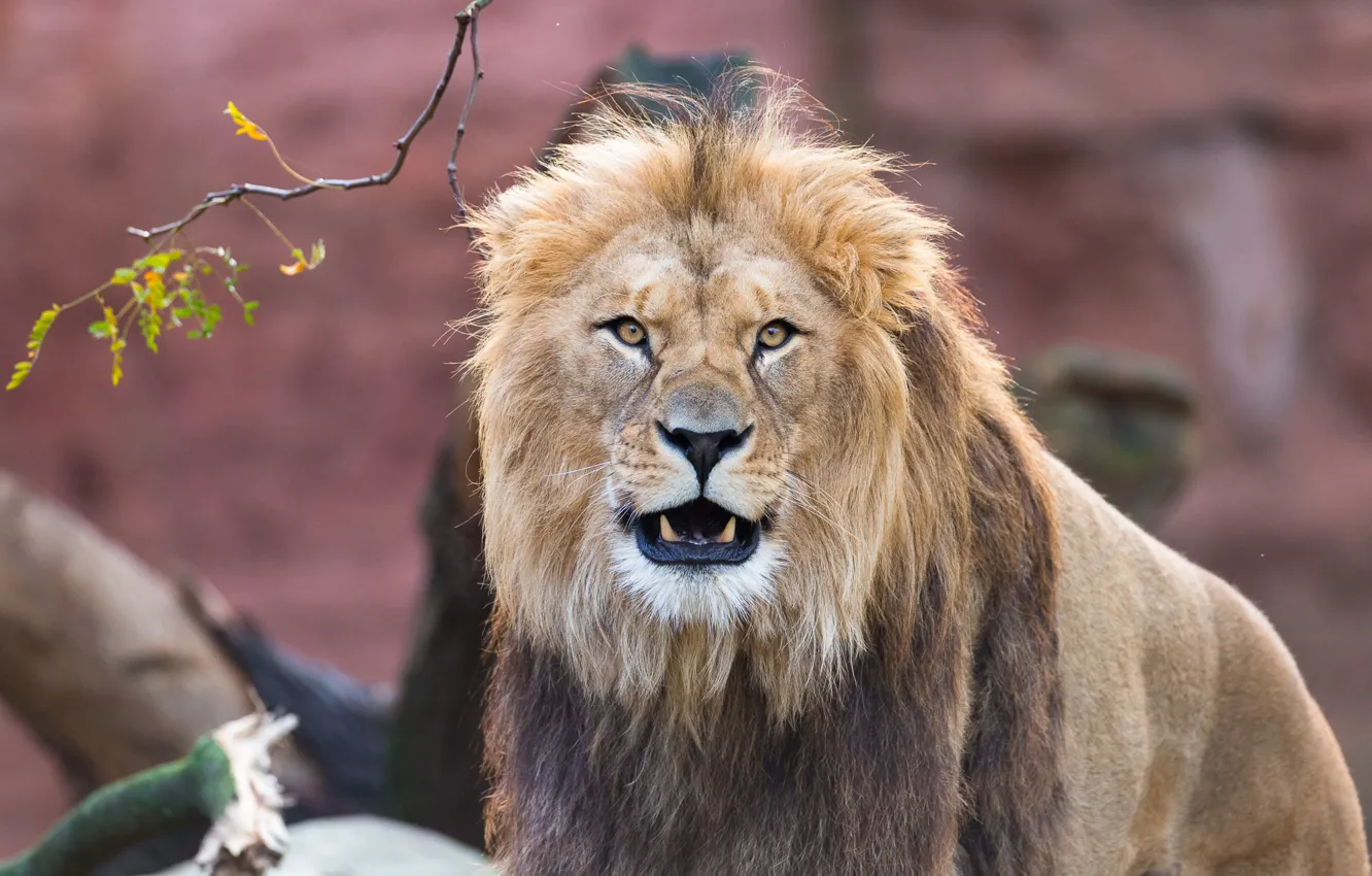 Photo wallpaper look, face, Leo, mane, the king of beasts, wild cat