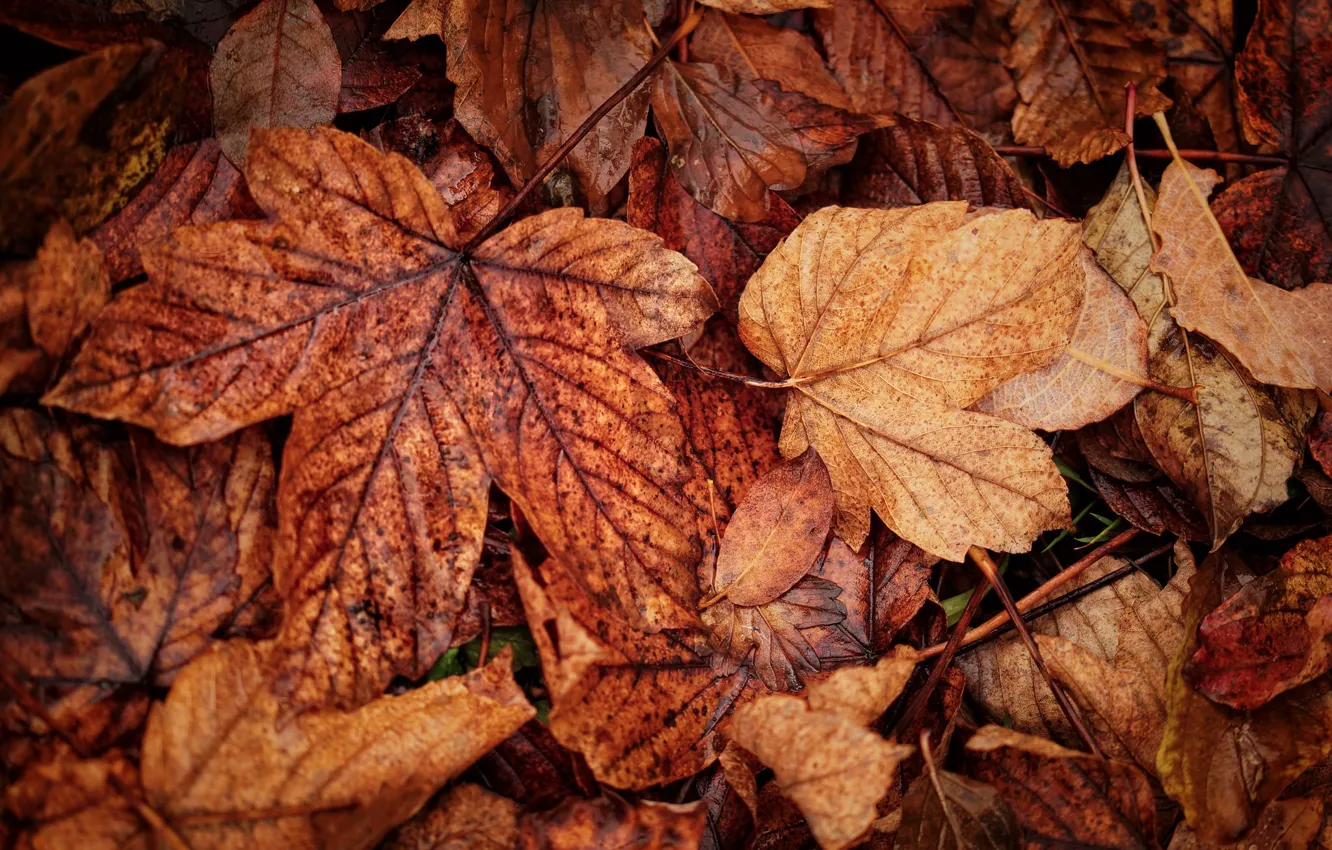 Photo wallpaper autumn, leaves, macro