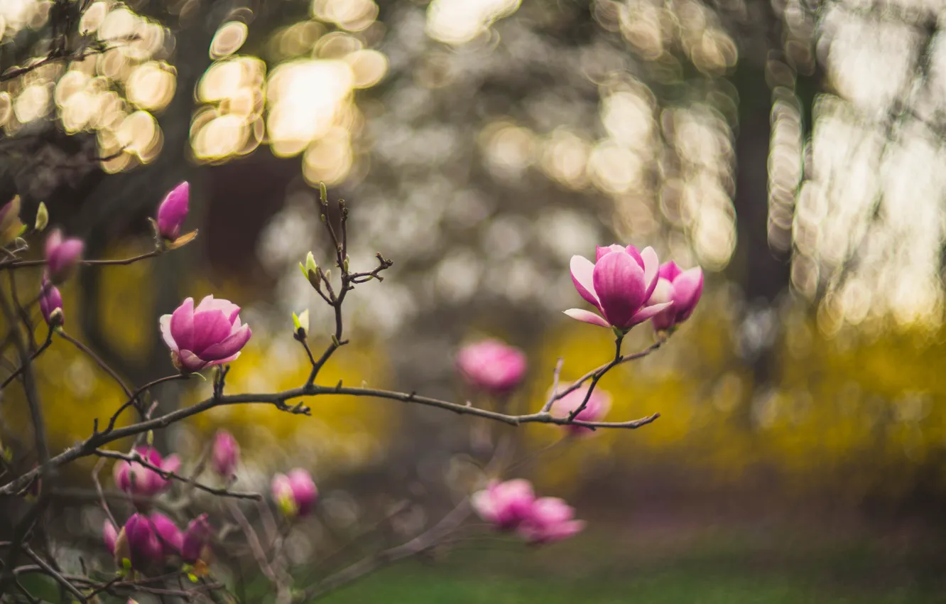 Photo wallpaper flowers, branches, nature, blur, spring, pink, flowering, bokeh