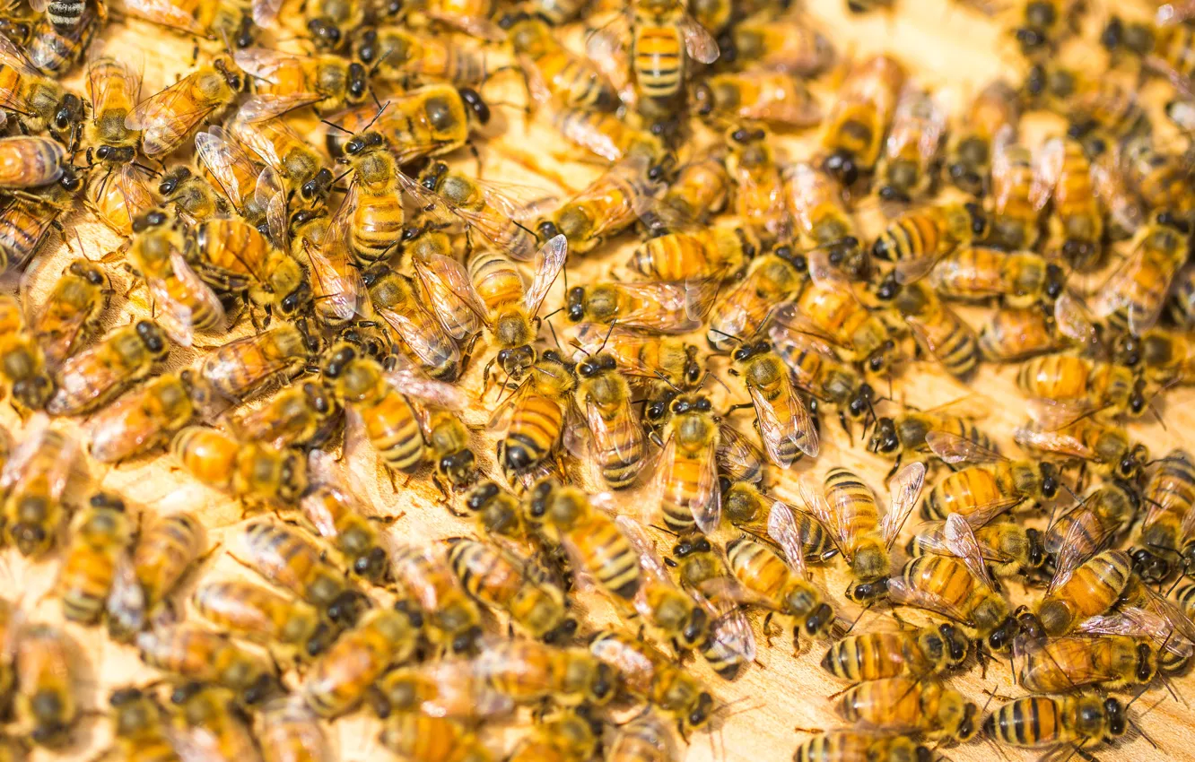 Photo wallpaper macro, bees, a lot