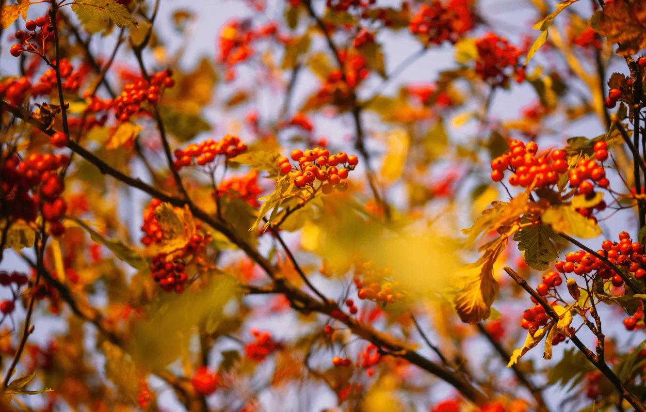 Photo wallpaper autumn, berries, fruit, hawthorn