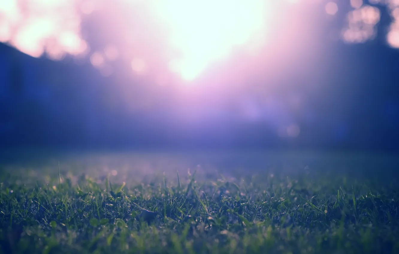Photo wallpaper purple, grass, macro, rays, light, trees, blue, nature