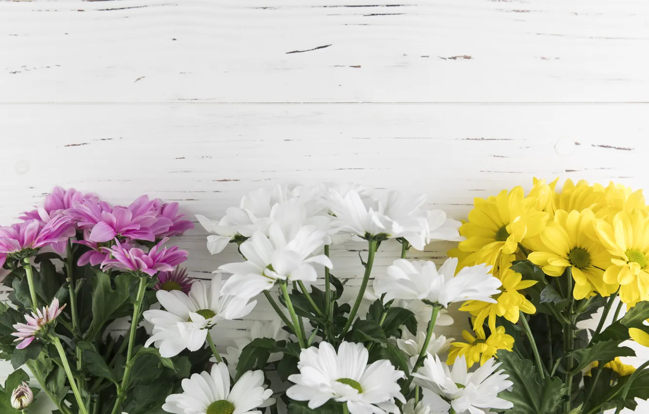 Photo wallpaper flowers, colorful, chrysanthemum, flowers, beautiful, spring, multicolored