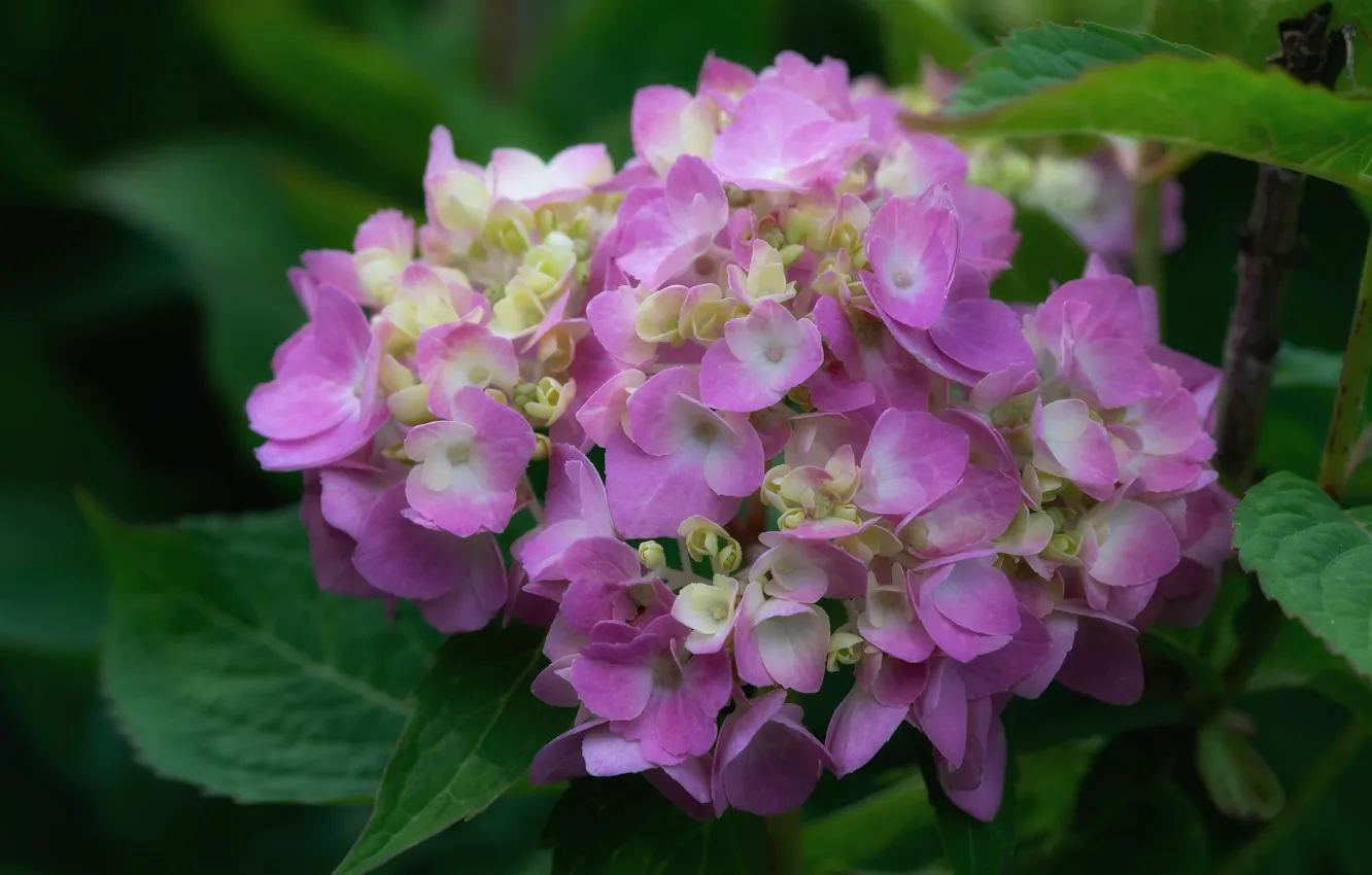 Photo wallpaper flowers, hydrangea, inflorescence