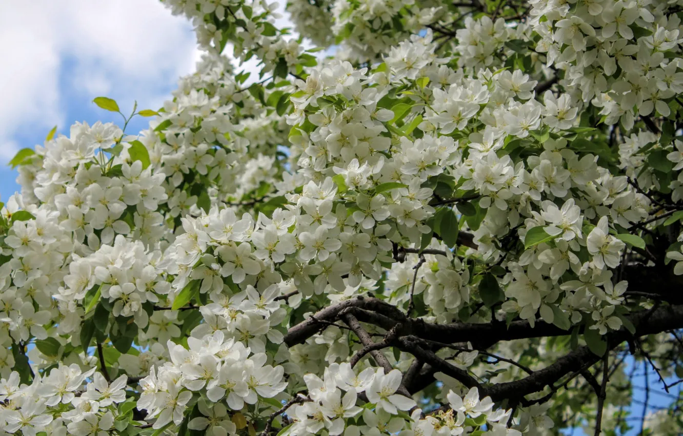 Photo wallpaper flowers, spring, Apple