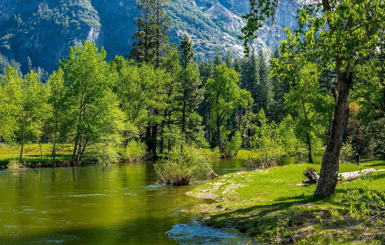 Photo wallpaper greens, forest, spring