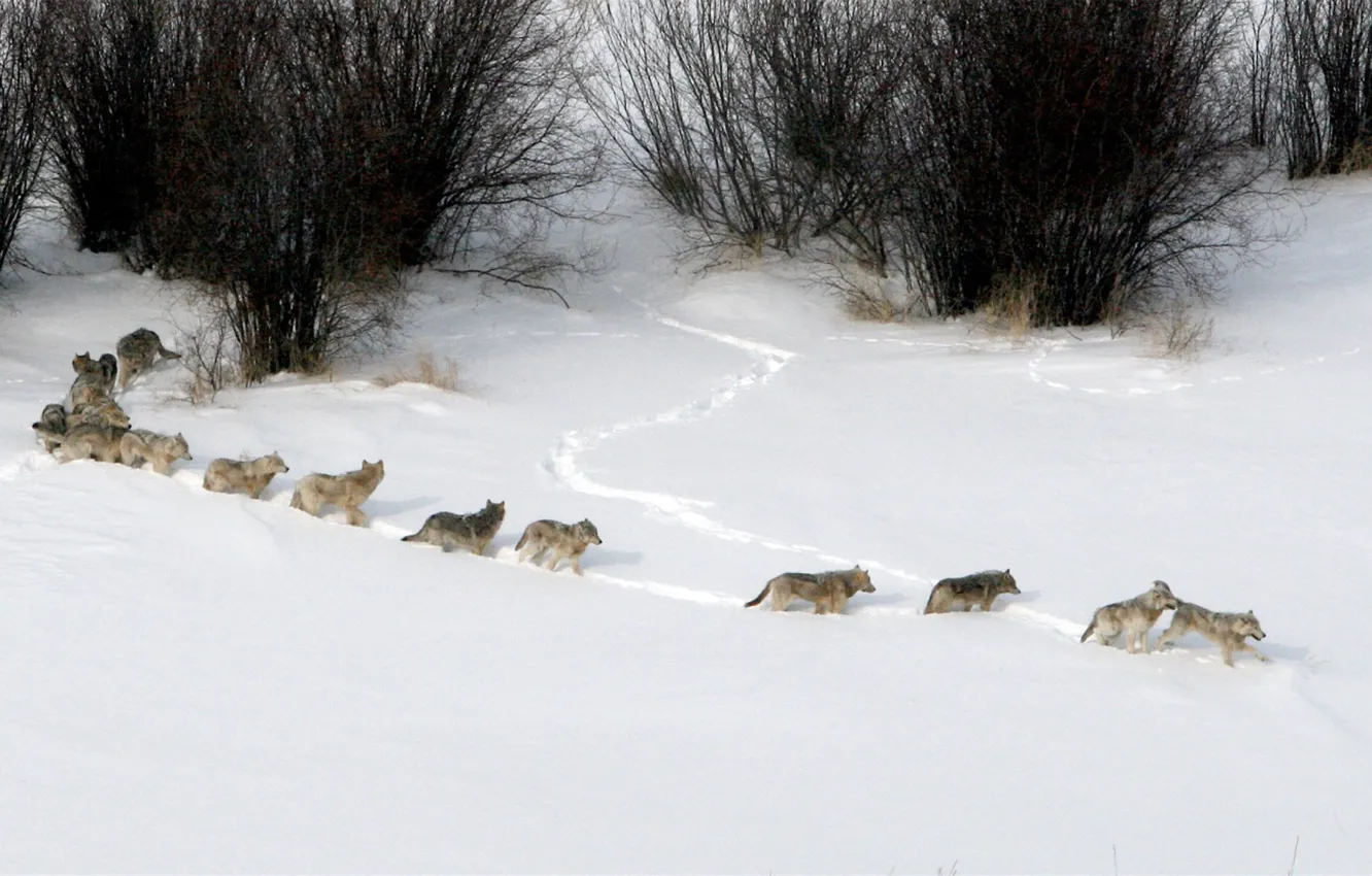 Photo wallpaper nature, snow, predator, animal, wolf, wildlife, portrait, wolf pack