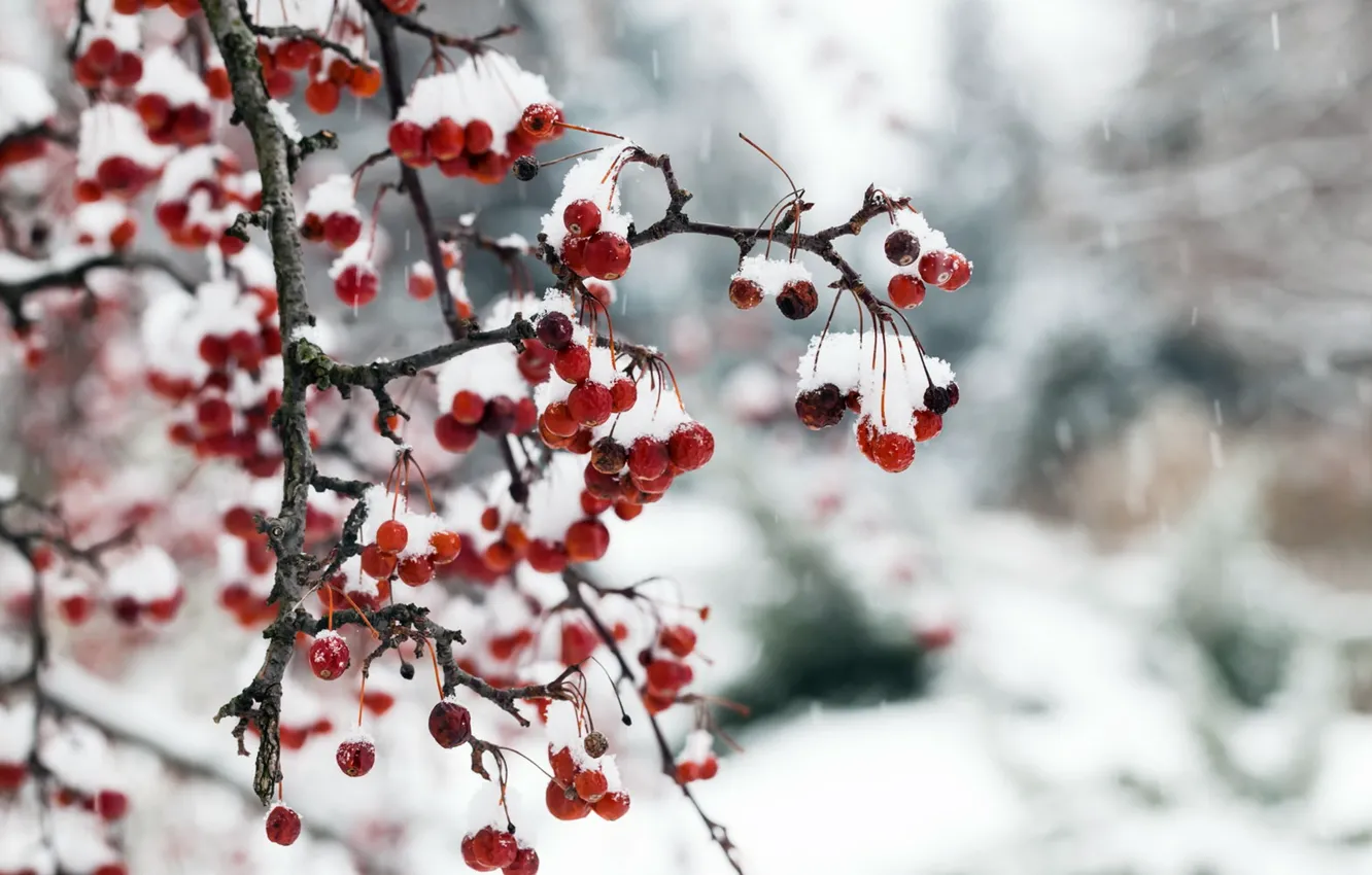 Photo wallpaper snow, nature, berries
