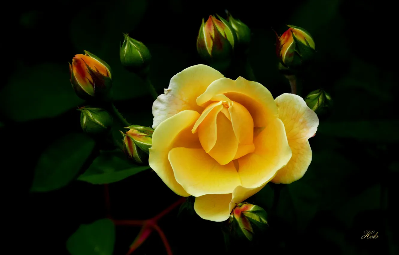 Photo wallpaper yellow, rose, buds