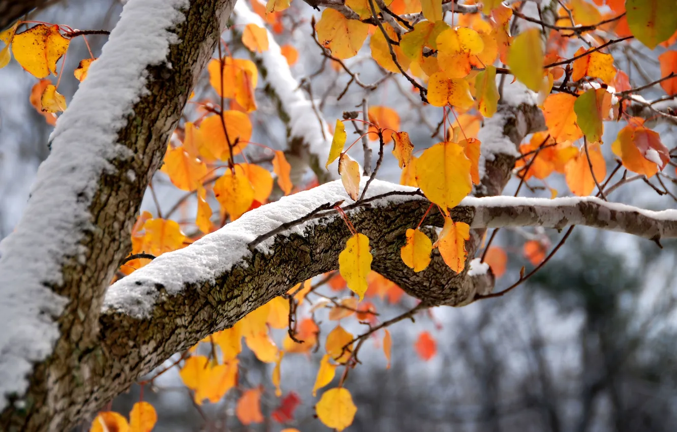 Photo wallpaper autumn, leaves, snow, trees, orange, branches, background, lies