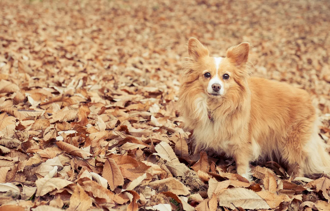 Photo wallpaper eyes, leaves, dog, eyes, dog, leaves