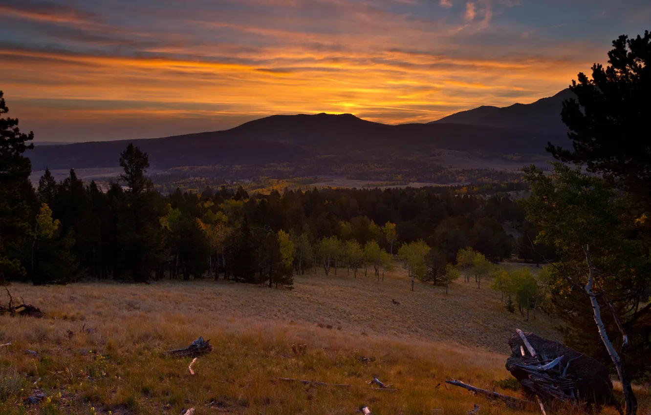 Photo wallpaper forest, sunset, mountains
