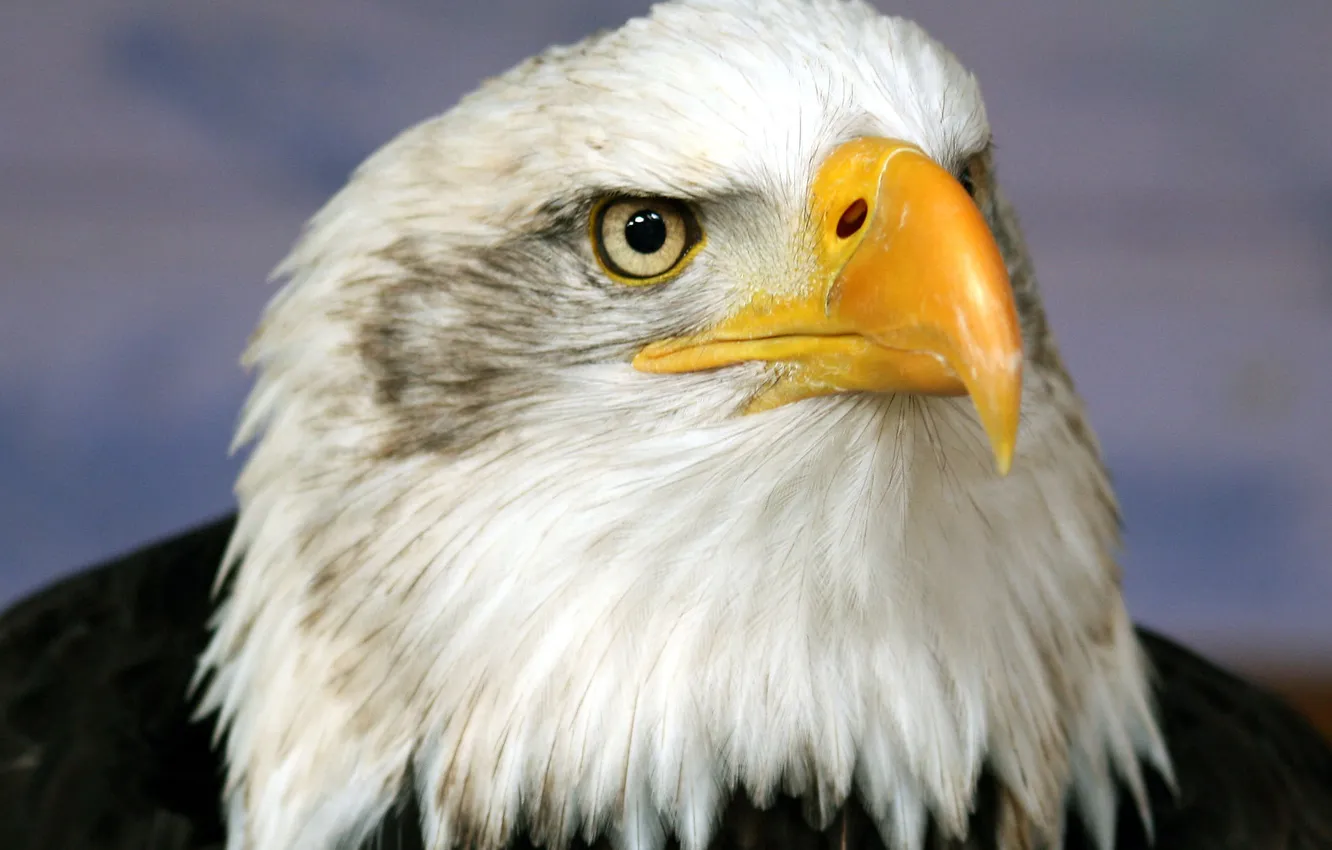 Photo wallpaper bird, eagle, head