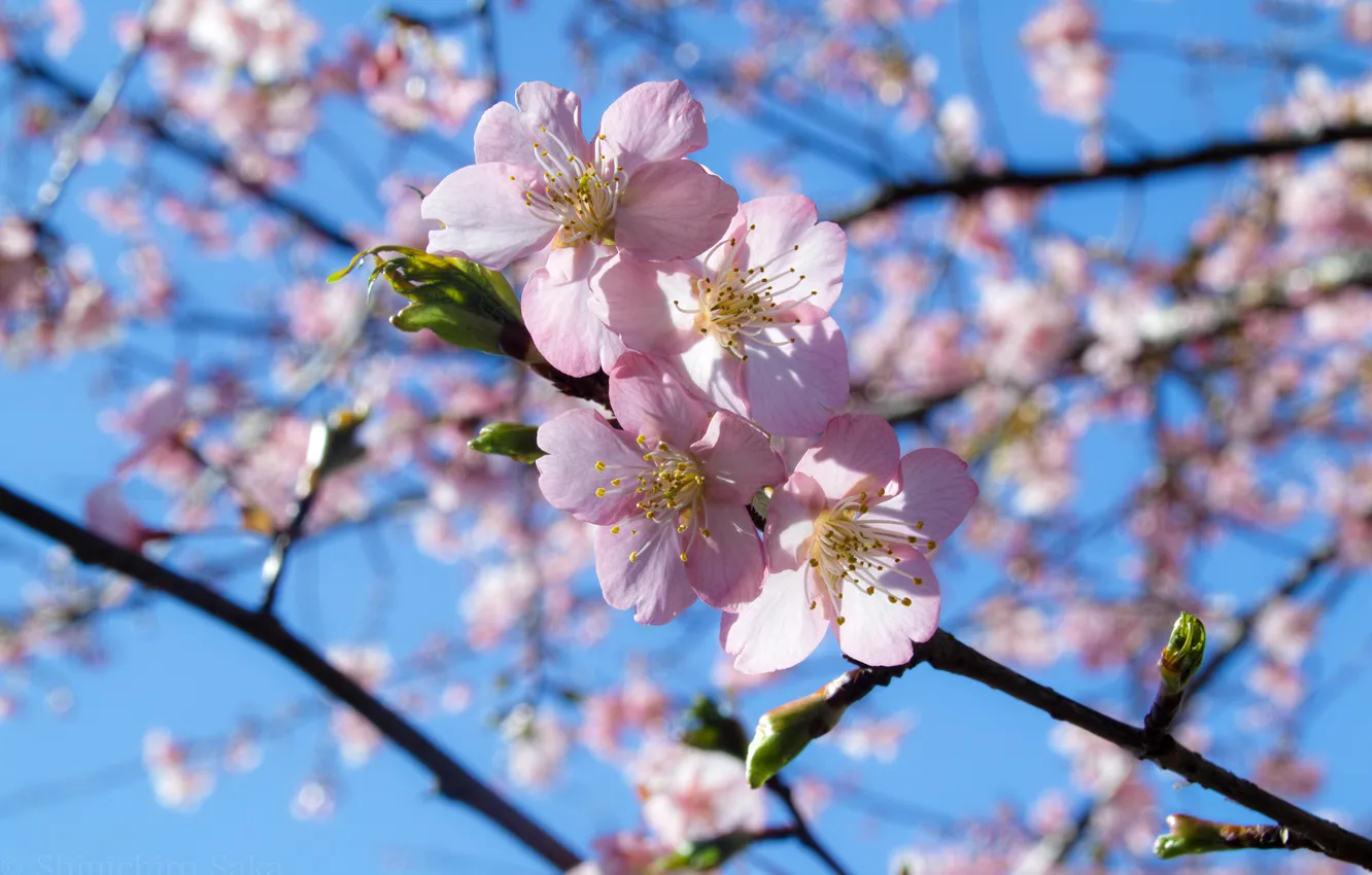 Photo wallpaper the sky, branches, spring, flowering