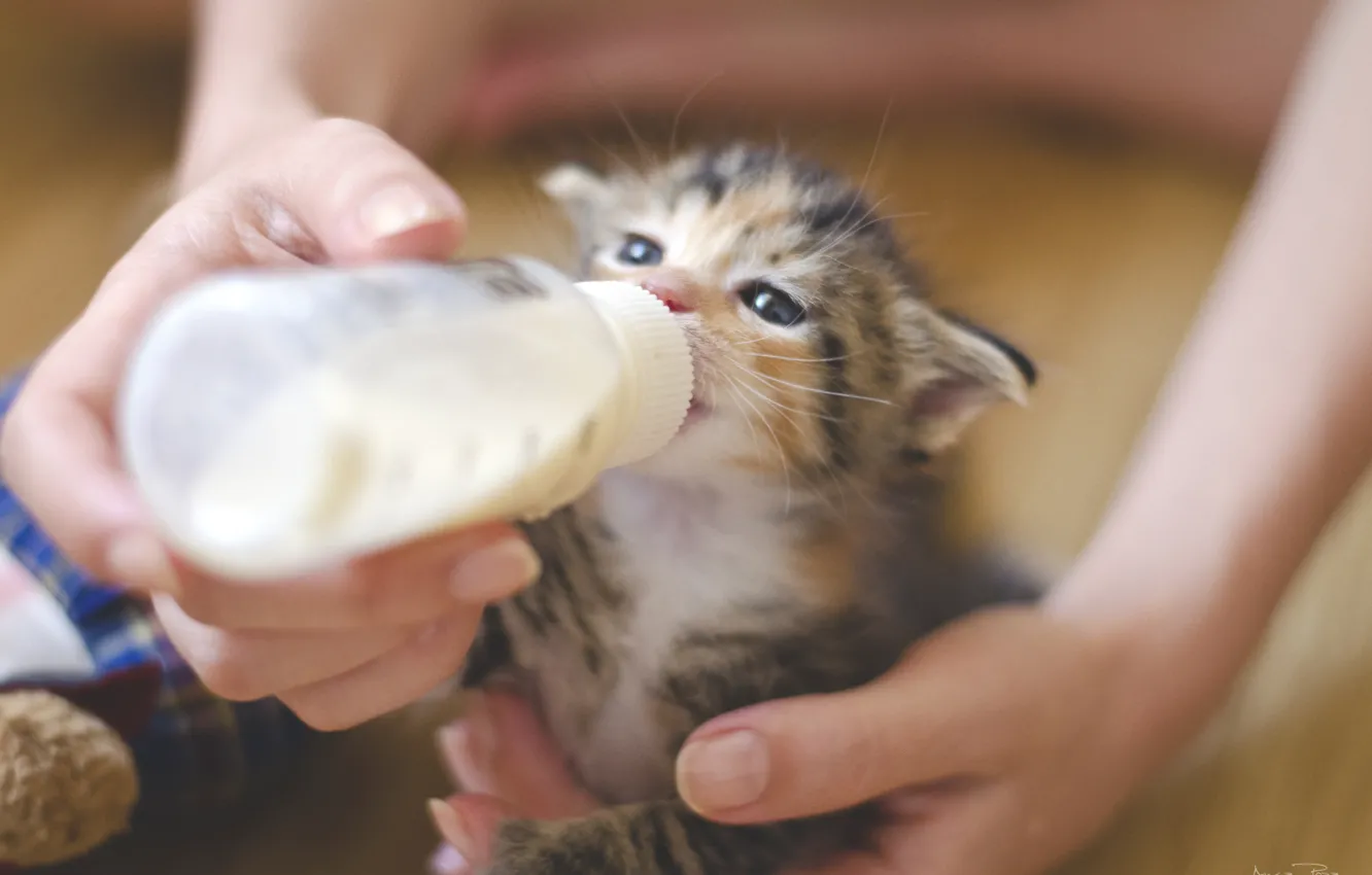 Photo wallpaper girl, milk, kitty, feeds, bottle, by mooninherhair