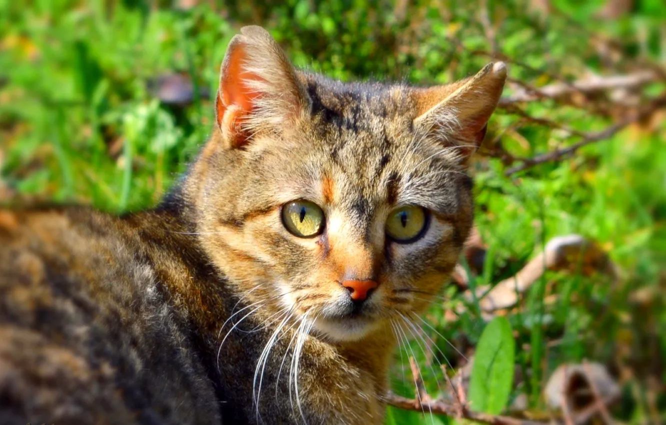 Photo wallpaper cat, cat, bokeh