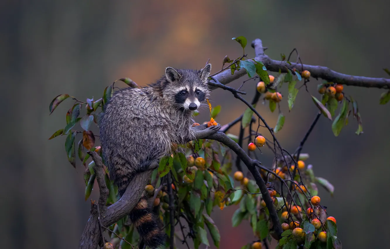 Photo wallpaper trees, background, raccoon, Lakomka, persimmon