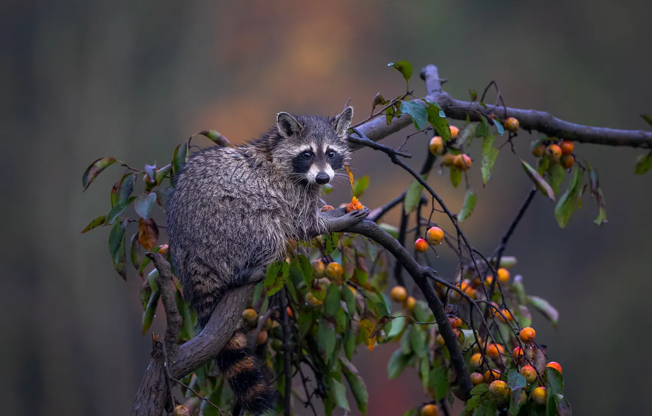 Photo wallpaper background, tree, raccoon, Lakomka, persimmon