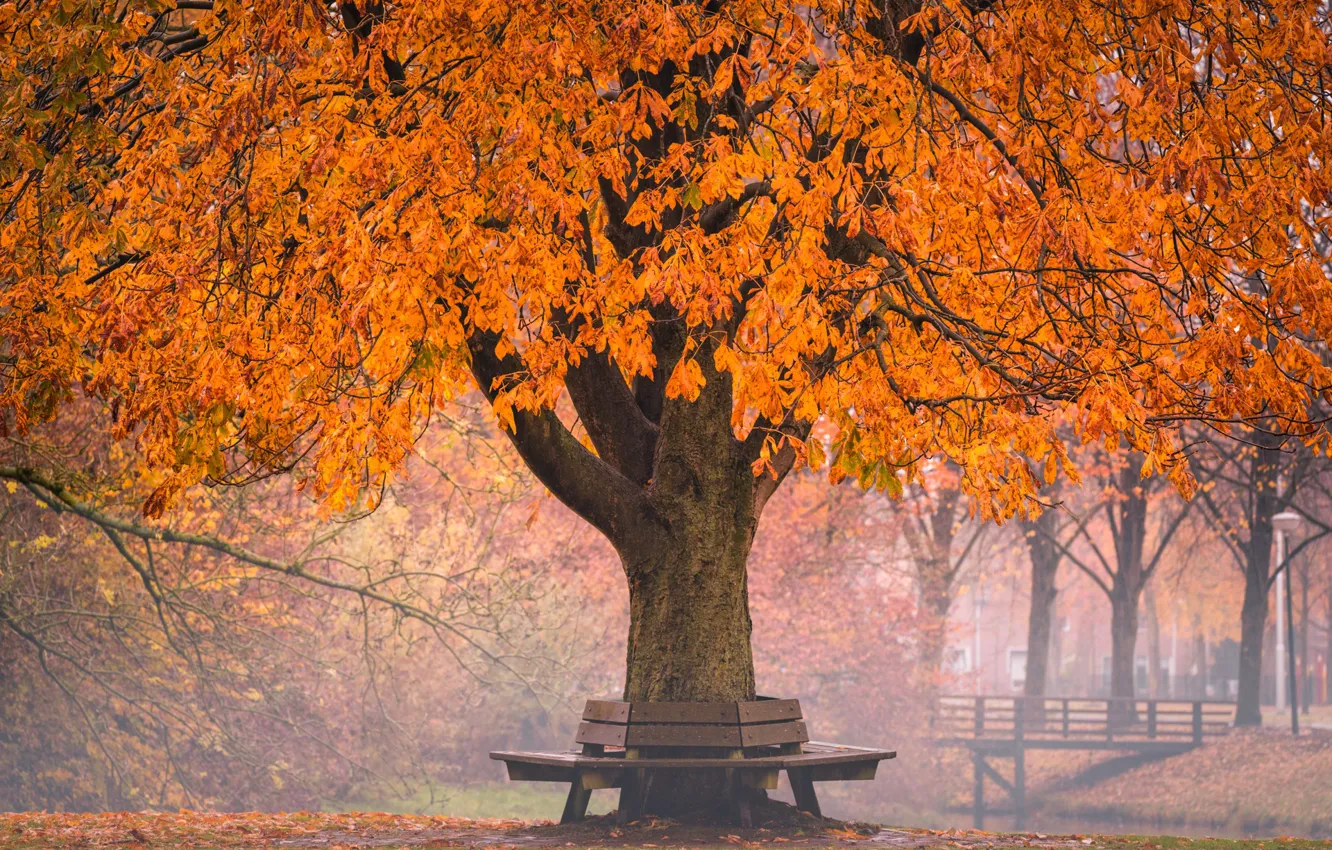 Photo wallpaper autumn, the bridge, bench, dello, Golden autumn